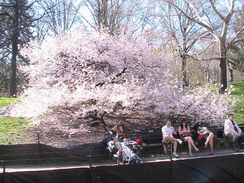 IMG_0983.jpg - Central Park