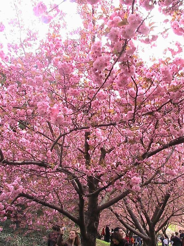 IMG_1049.jpg - Brooklyn Botanical Garden - Cherry Blossom
