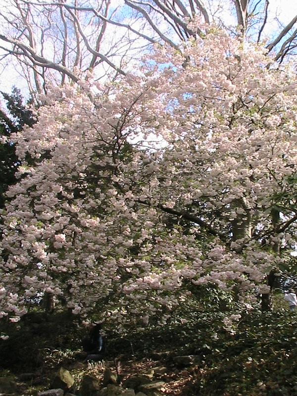 IMG_1059.jpg - Brooklyn Botanical Garden - Cherry Blossom