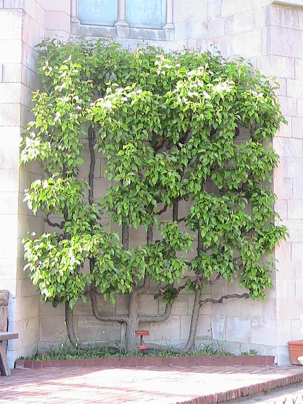 IMG_1138.jpg - The Cloisters