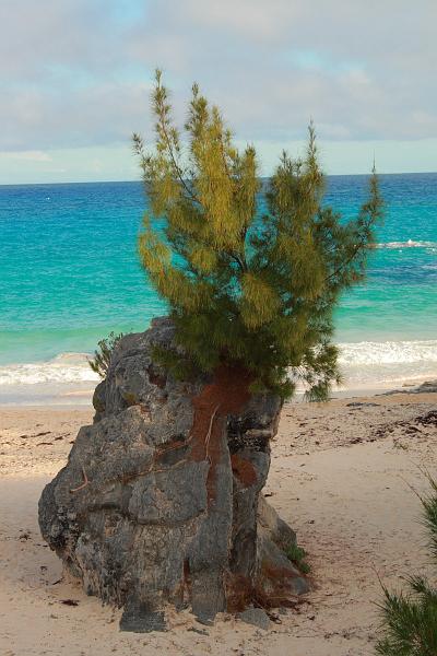 bermuda0018.JPG - Pink beaches along walk way from Warwick Long Bay to Horseshoe Bay