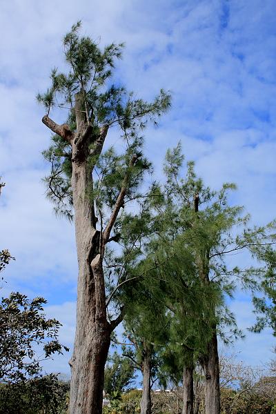 bermuda00300.JPG - Bermuda Botanical Gardens