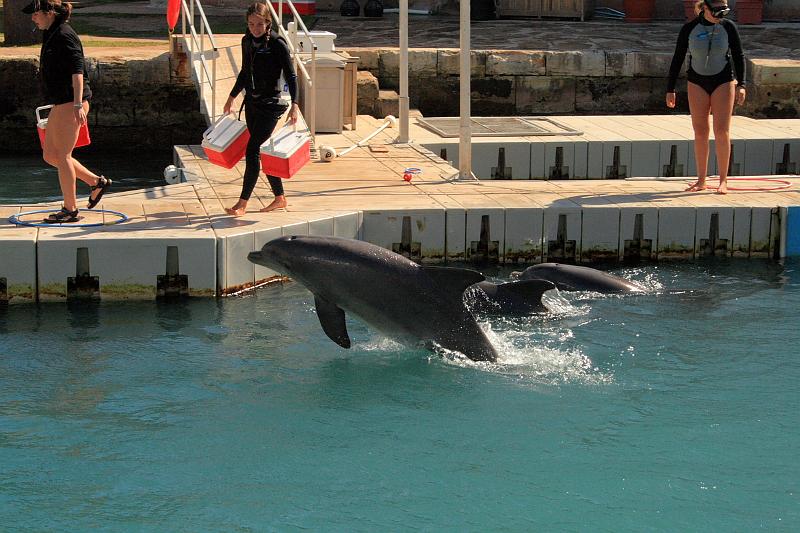 bermuda00345.JPG - Dolphin Quest in the Royal Naval Dockyard