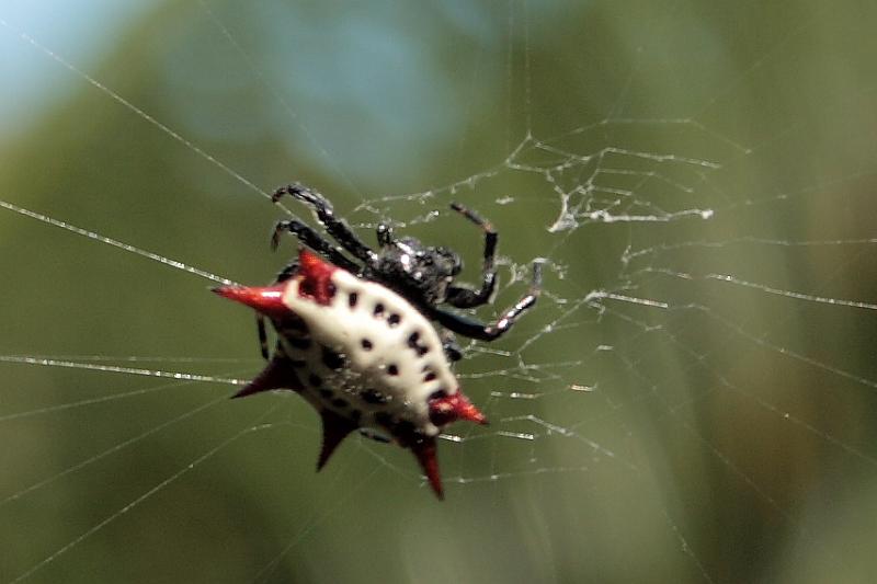 bermuda00396.JPG - Palm Grove Park