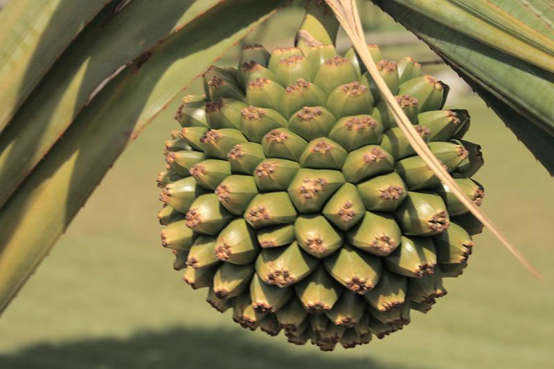 bermuda00426.JPG - Palm Grove Park