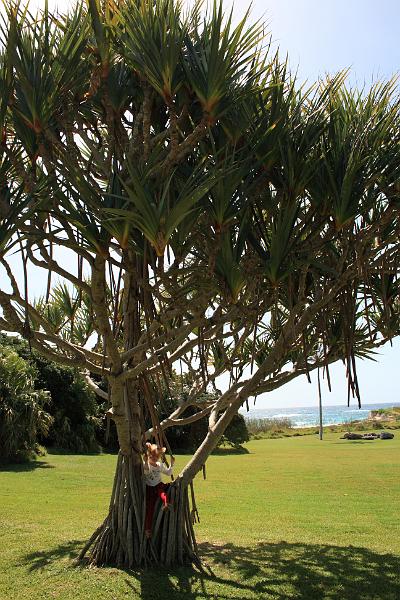 bermuda00428.JPG - Palm Grove Park