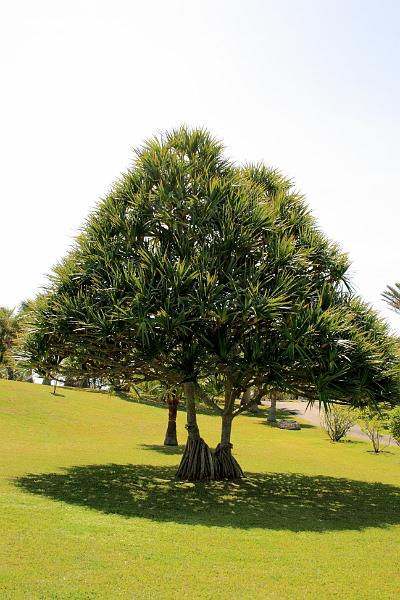 bermuda00435.JPG - Palm Grove Park