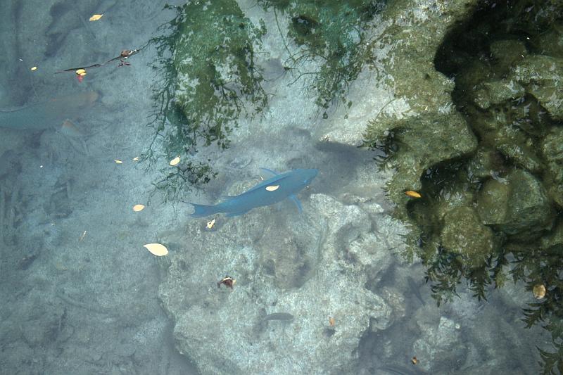 bermuda0178.JPG - Blue Hole Park