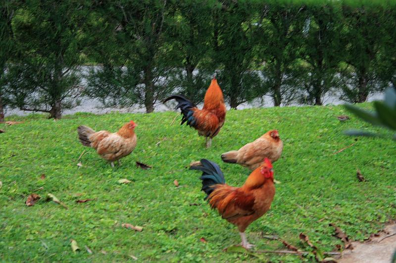 bermuda0200.JPG - Fort St. Catherine in St. George