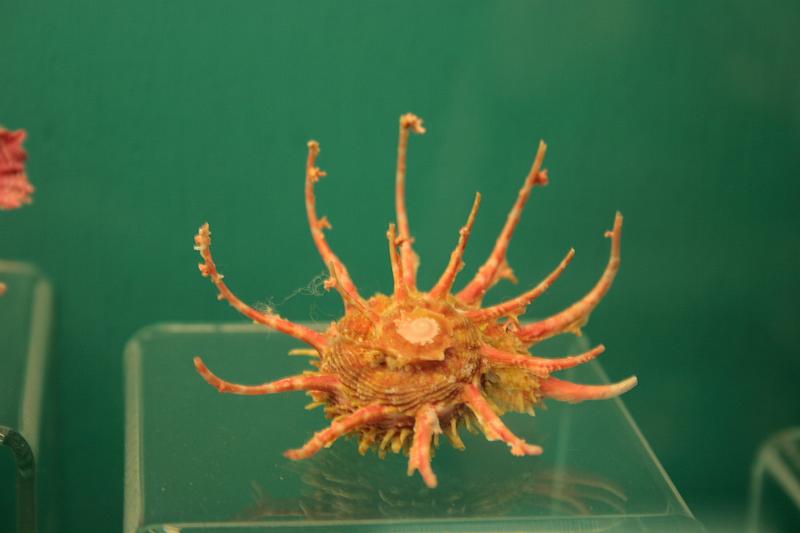 bermuda0270.JPG - Bermuda Underwater Exploration Institute