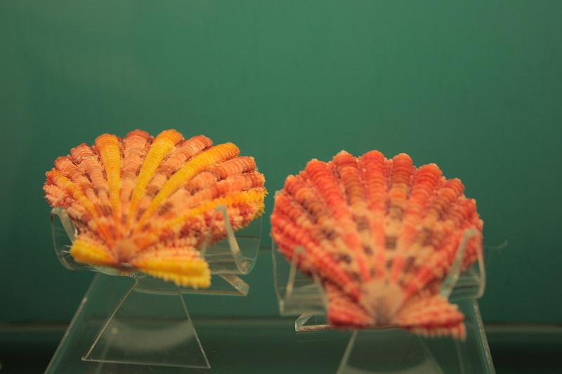 bermuda0272.JPG - Bermuda Underwater Exploration Institute