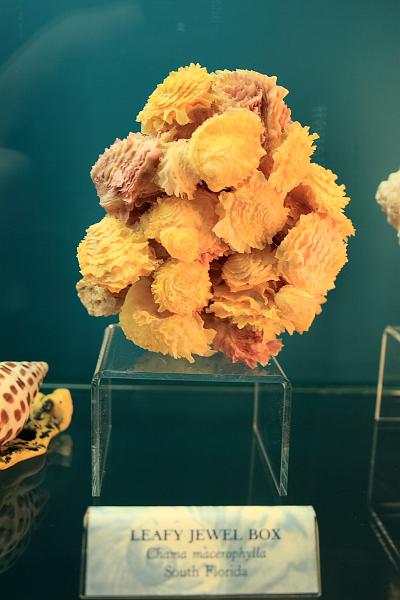 bermuda0274.JPG - Bermuda Underwater Exploration Institute