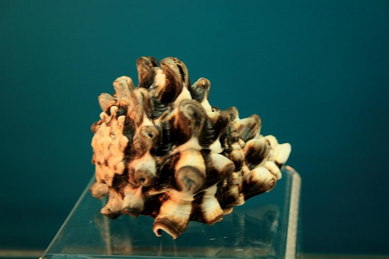 bermuda0277.JPG - Bermuda Underwater Exploration Institute