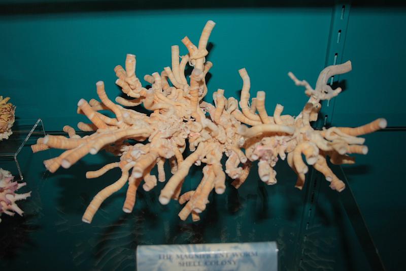 bermuda0279.JPG - Bermuda Underwater Exploration Institute