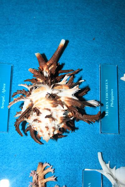 bermuda0281.JPG - Bermuda Underwater Exploration Institute