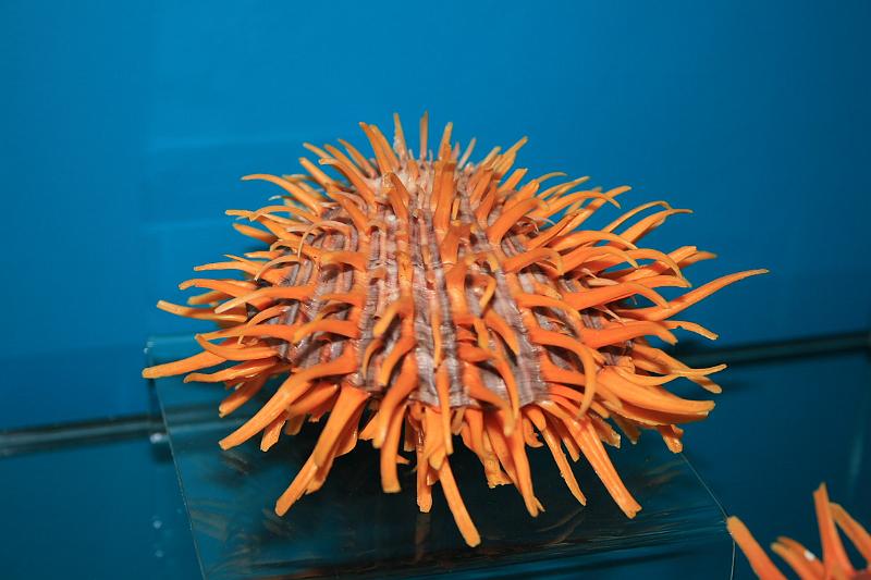 bermuda0283.JPG - Bermuda Underwater Exploration Institute