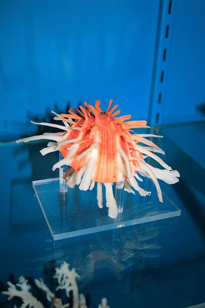 bermuda0288.JPG - Bermuda Underwater Exploration Institute