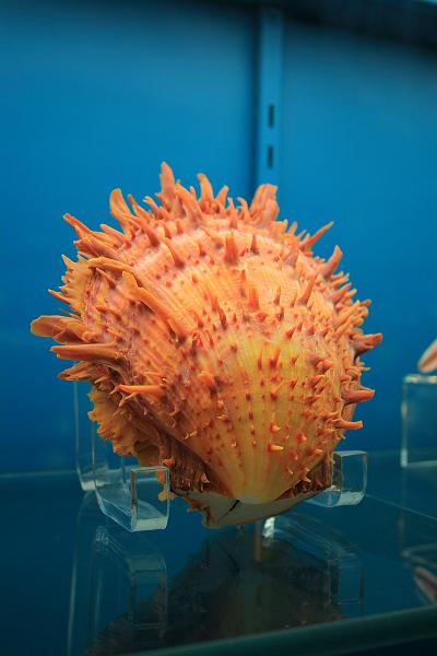 bermuda0290.JPG - Bermuda Underwater Exploration Institute