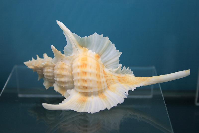 bermuda0291.JPG - Bermuda Underwater Exploration Institute