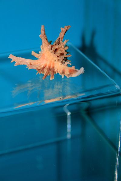 bermuda0292.JPG - Bermuda Underwater Exploration Institute