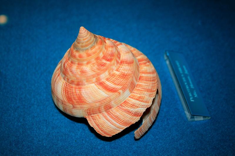 bermuda0293.JPG - Bermuda Underwater Exploration Institute