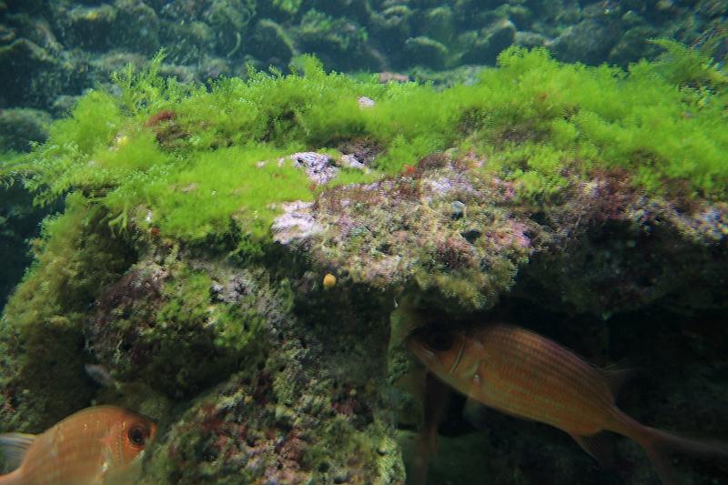 bermuda0659.JPG - Bermuda Aquarium and Zoo