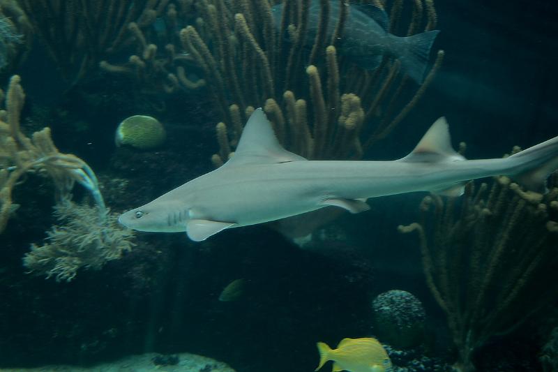 bermuda0678.JPG - Bermuda Aquarium and Zoo