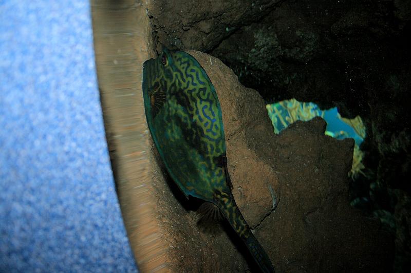 bermuda0680.JPG - Bermuda Aquarium and Zoo