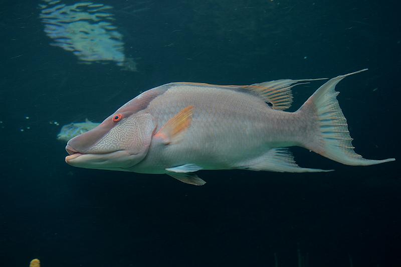 bermuda0685.JPG - Bermuda Aquarium and Zoo