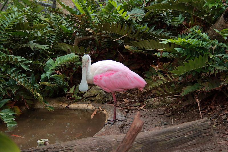 bermuda0705.JPG - Bermuda Aquarium and Zoo