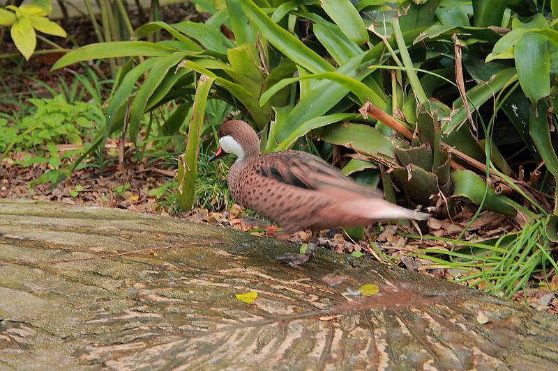 bermuda0707.JPG - Bermuda Aquarium and Zoo