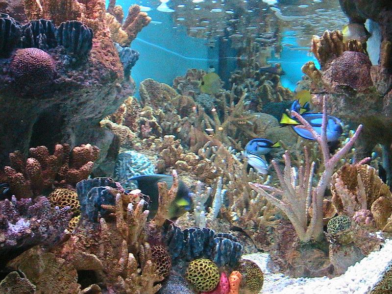 IMG_2617.jpg - Boston Aquarium