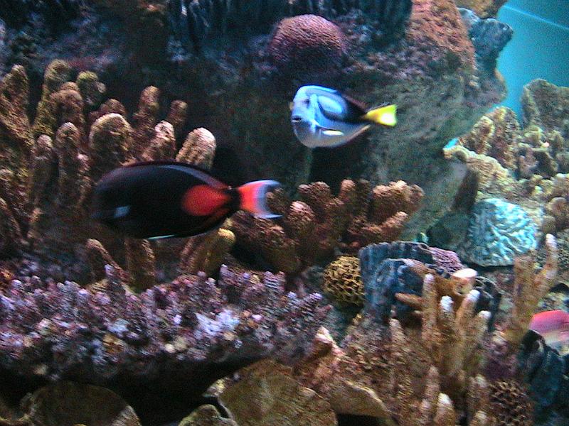 IMG_2620.jpg - Boston Aquarium