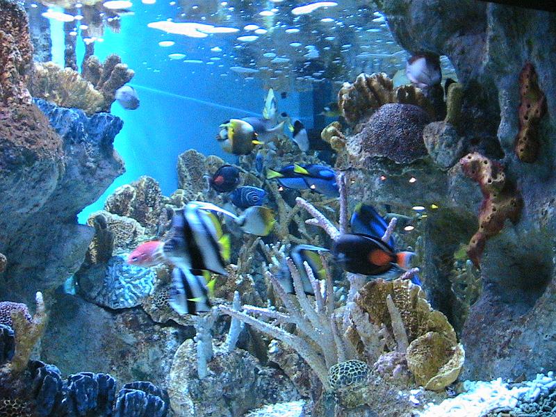 IMG_2623.jpg - Boston Aquarium