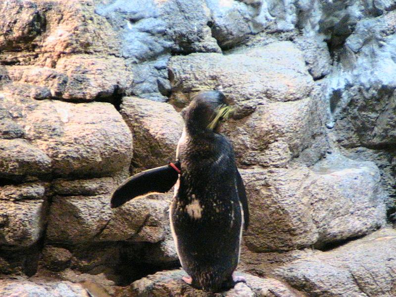 IMG_2631.jpg - Boston Aquarium