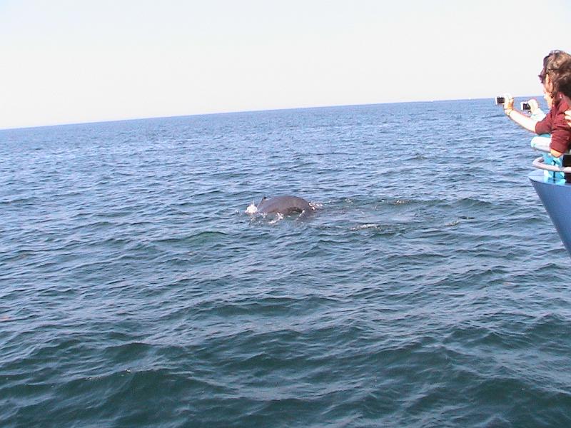 IMG_2654.jpg - Boston Harbor, Whale Watching