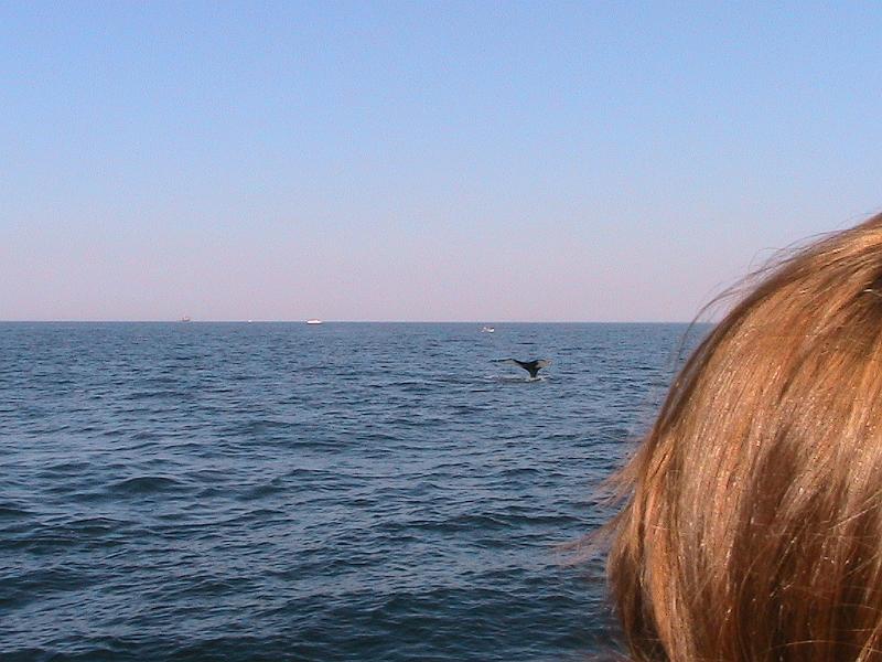 IMG_2663.jpg - Boston Harbor, Whale Watching