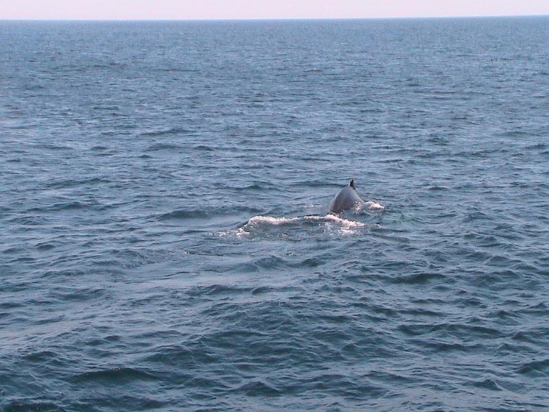 IMG_2672.jpg - Boston Harbor, Whale Watching