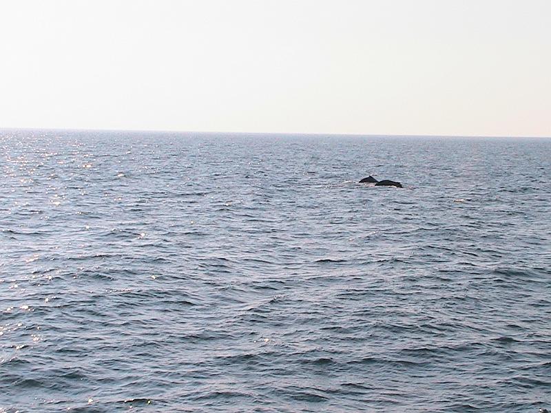 IMG_2688.jpg - Boston Harbor, Whale Watching