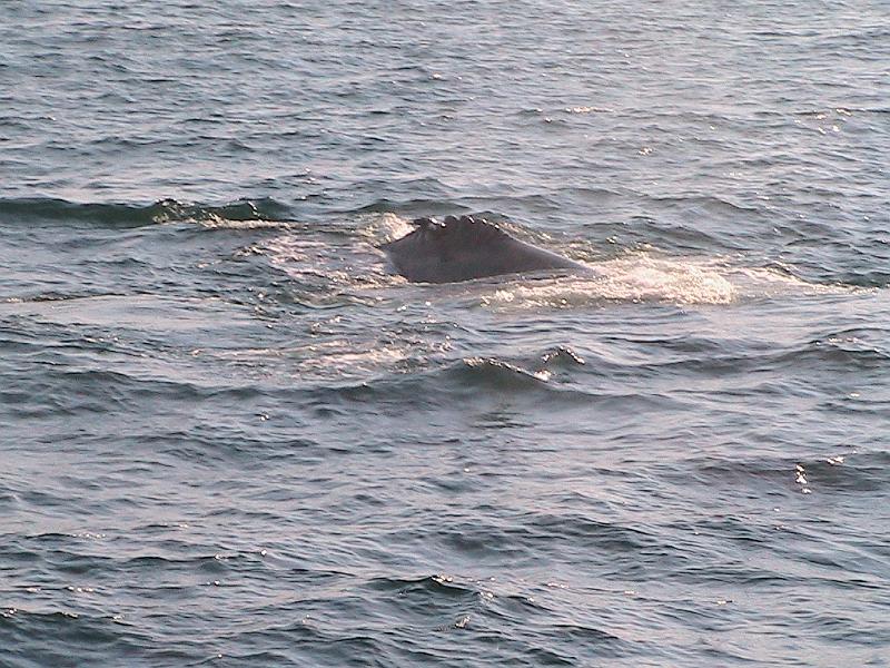 IMG_2701.jpg - Boston Harbor, Whale Watching