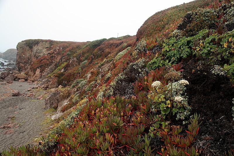 cal3718.JPG - Pacific Coast