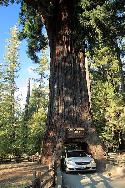 cal3724.JPG - Chantelier tree in Leggett