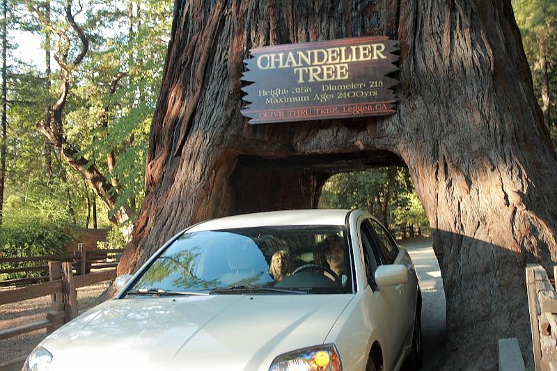 cal3725.JPG - Chantelier tree in Leggett