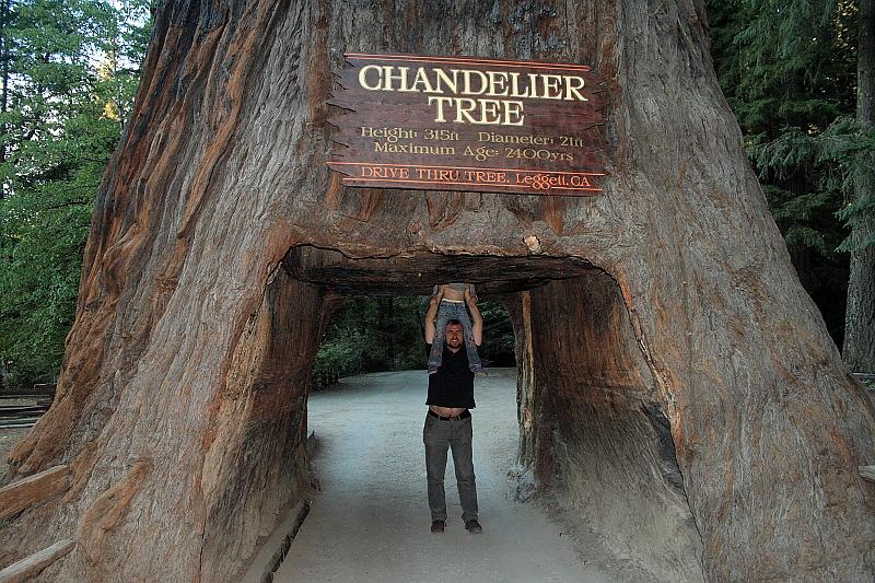 cal3726.JPG - Chantelier tree in Leggett