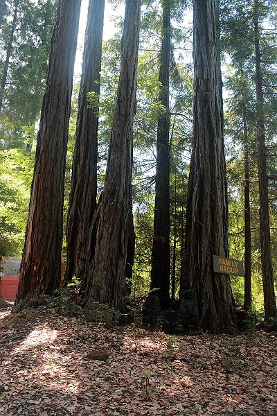 cal3737.JPG - Redwoods in Confusion Hill