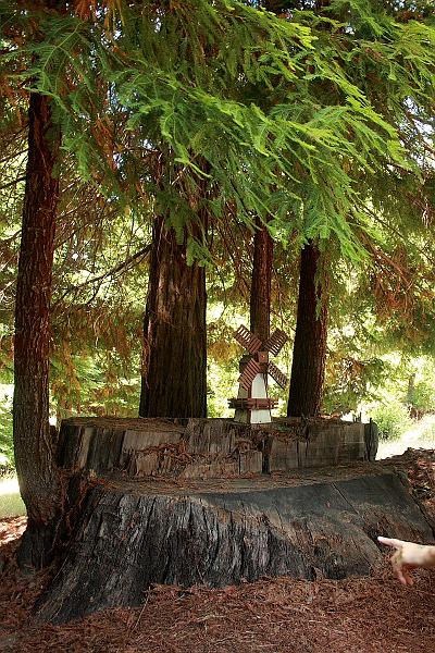 cal3739.JPG - Redwoods in Confusion Hill
