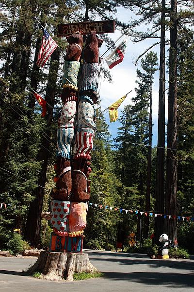 cal3743.JPG - Redwoods in Confusion Hill