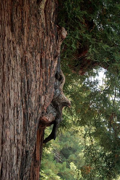 cal3745.JPG - Grandfather tree