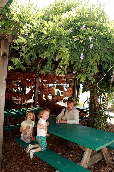 cal3749.JPG - In the garden near Grandfather tree