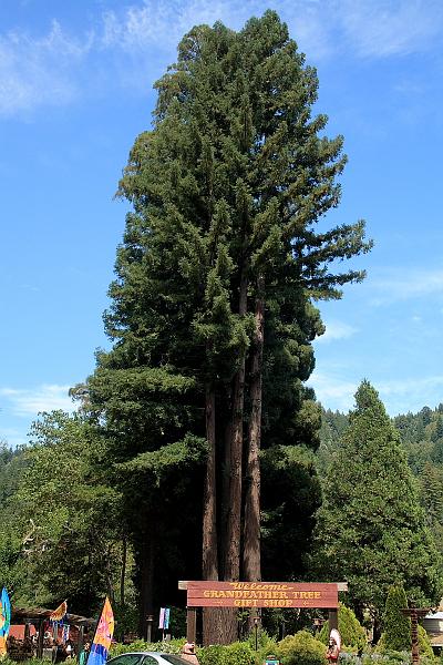 cal3752.JPG - Grandfather tree